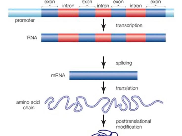 what-genomic-sequencing-and-why-does-it-matter-future-health - Figure 1 | Anatomy of genes and gene expression